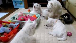 2009 0622生後76日目2