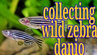 collecting wild zebra danio:-aqua fanatic