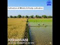 Cultivation of Millette & Paddy