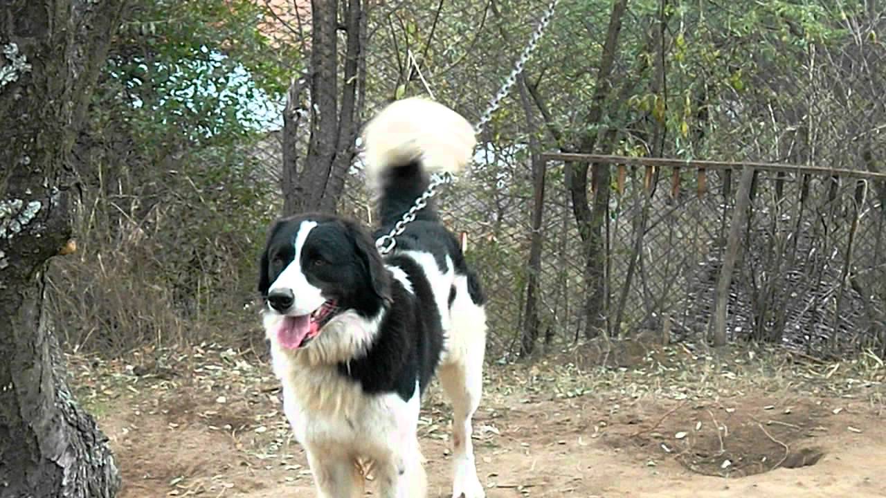 karakachan dog YouTube