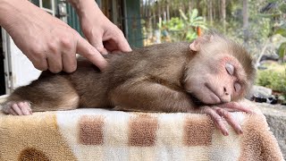 So cute! dad bathes and massages monkey Max