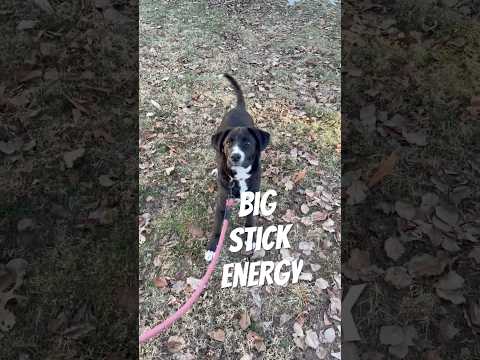 BIG STICK ENERGY | Juniper the Boxador #boxerdog #labrador #puppy #mixedbreed #doglife