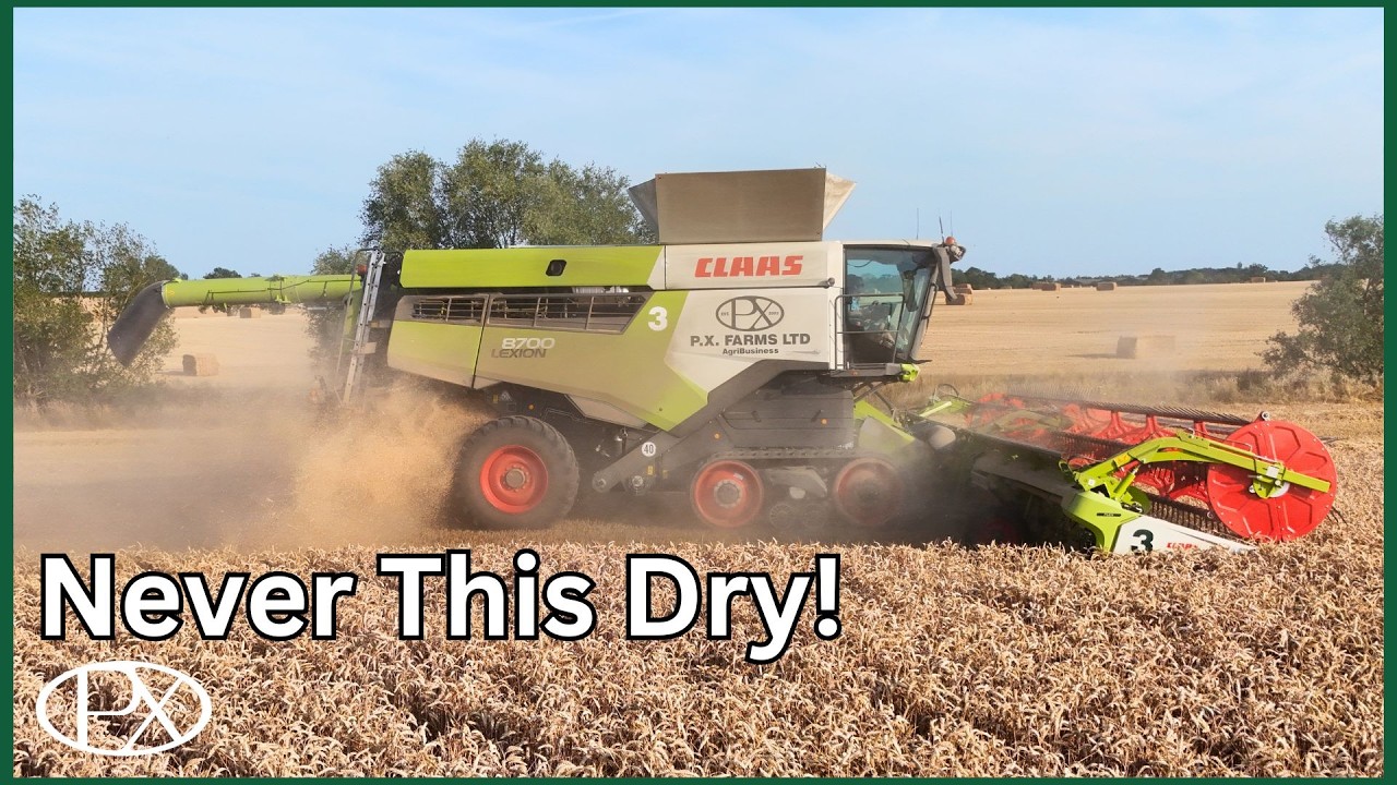 The Driest Wheat We Have Ever Cut, Combining Milling Wheat in a Drought