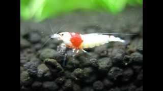 SSS Crystal Red shrimp, close up