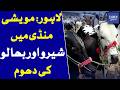 Lahore’s Most Expensive Mandi Shero And Bhaloo Become Center Of Attention | Dawn News