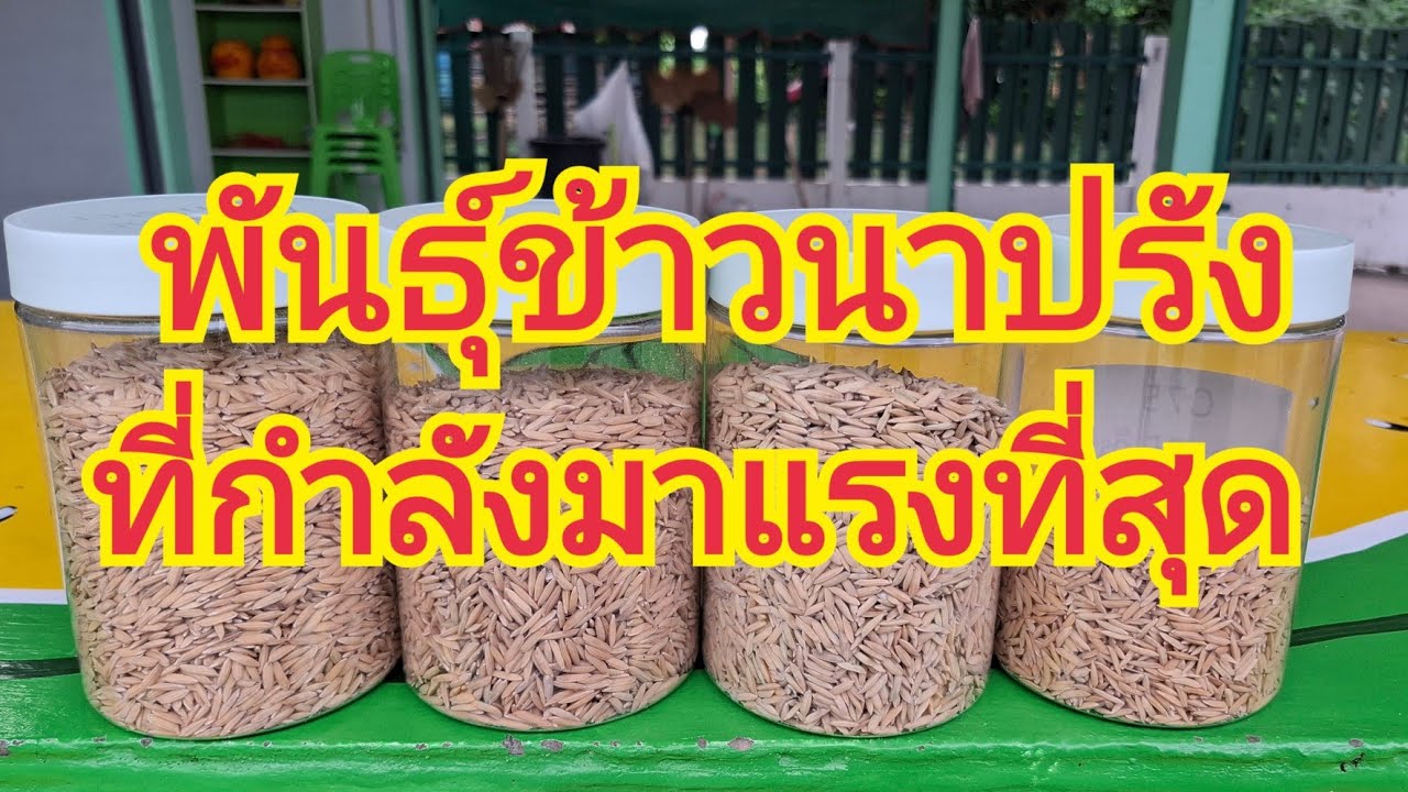 ข้าวนาปรัง - ข้าวเจ้า 3  เหนียว 1 สายพันํธุ์ ที่มาแรงที่สุด . สั่งจองด่วน  0899428684  มีจำนวนจำกีด