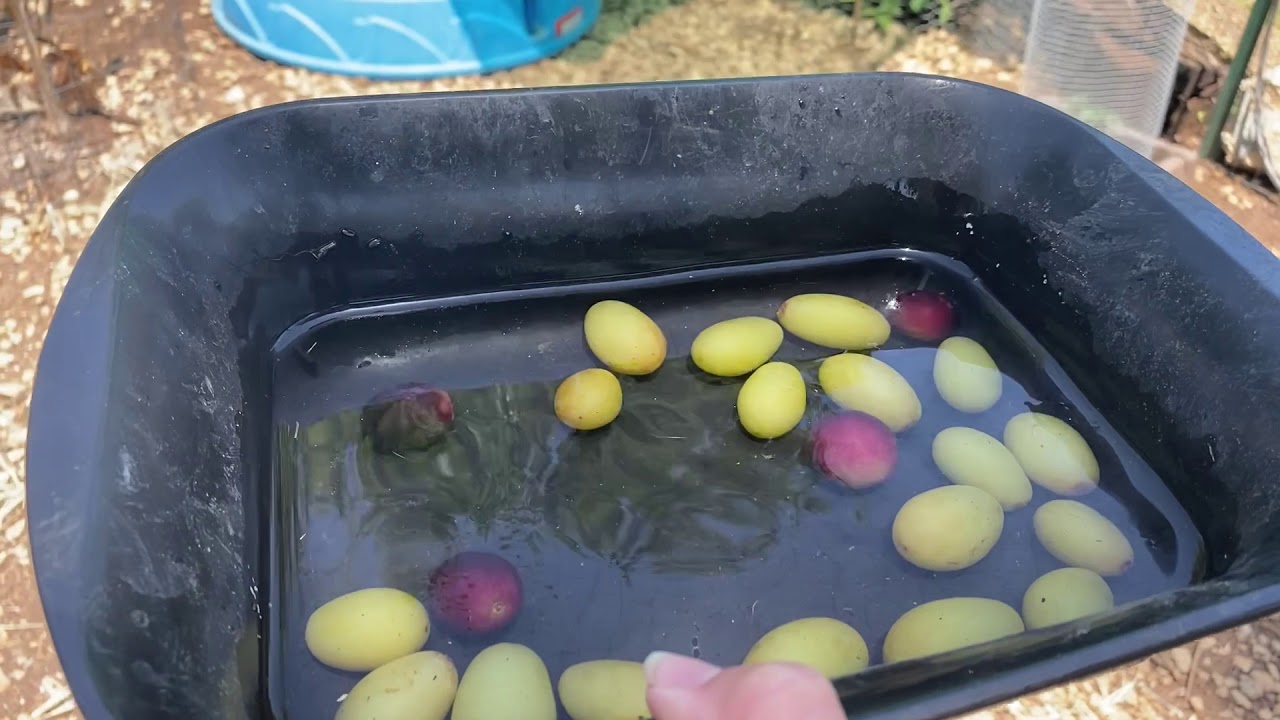 Chickens Bobbing for Grapes to Cool Off Five Minute Chicken Tips