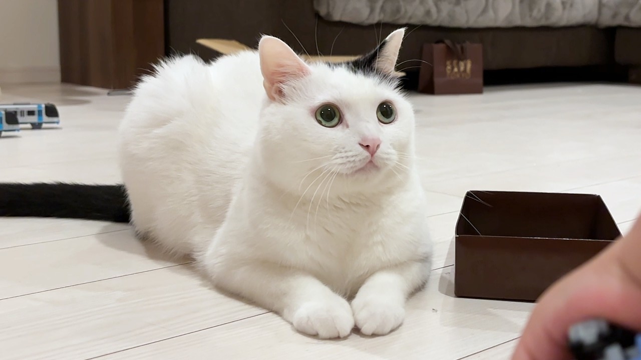 A Cat Who Joins Family Time Even When Sleepy - YouTube