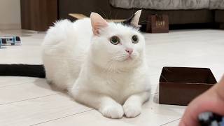 【超希少✨️本毛皮】 アトリエ どら猫 羽根 アクセサリー付き 帽子 M ファー A Cat Who Joins Family Time Even When Sleepy - YouTube