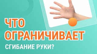 💪​🤷​ Что ограничивает сгибание руки в локтевом суставе?