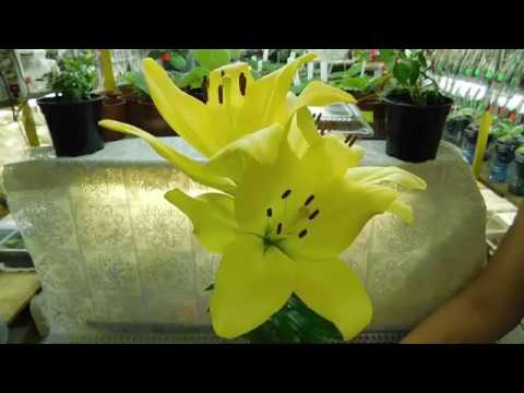Видео: Как да отглеждаме лилия от семена? 19 снимки Правила за развъждане. Как изглеждат семената? Какви сортове да отглеждате у дома?