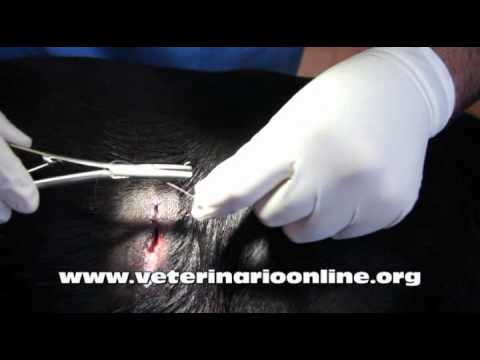 Como curar heridas superficiales en perros - Veterinario Online