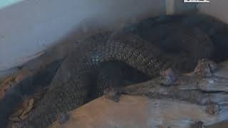 Main cause of snake bite deaths is because of a lack of information - NBC