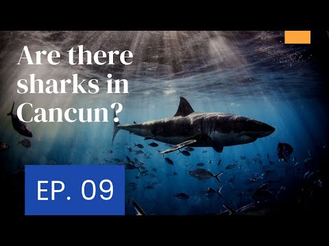 Video: Kan det finnas hajar i cenotes?
