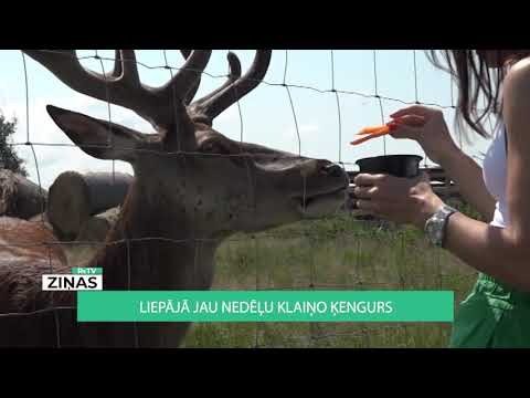 ReTV: Liepājā jau nedēļu klaiņo ķengurs