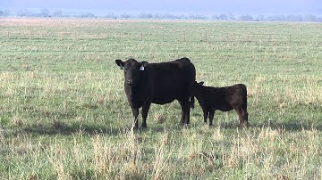 Angus VNR: Marbling and functional cows