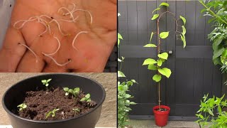 Un Arbre à Kiwi à partir de Graines | Kiwi Tree from Seed