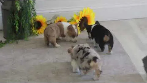 Pembrike Welsh Corgi Puppies For Sale Irvin Martin