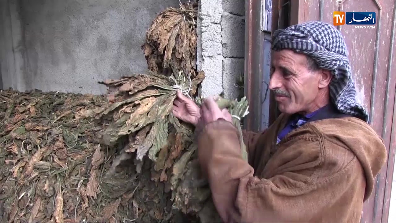 أم البواقي: أكثر من 60 ألف قنطار من مادة تبغ المصغ والنشوق مهددة بالفساد