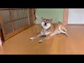 おばあちゃん家の柴犬は少しまぬけ