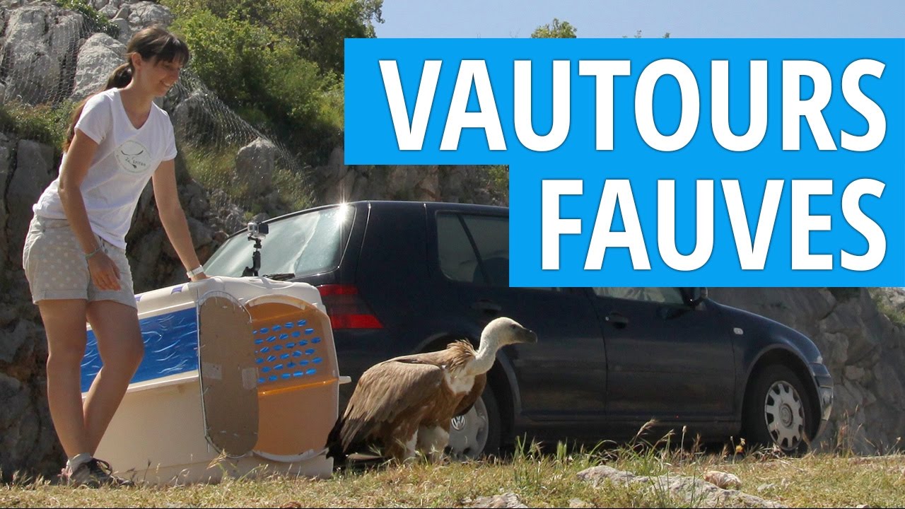 [Ecovolontariat] Vautours Fauves au bord de l'extinction en Croatie