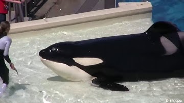 Xiếc cá voi sát thủ ha nhất thế giới trong đời phải xem 1 lần