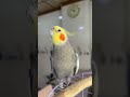 تغريدة كوكتيل الكروان Cockatiel طائر الكروان تغريدة كوكتيل الكروان Cockatiel طائر الكروان