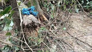 Sadis bukan main hama babi hutan ngamuk gigit tali sampai putus