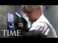 Bonobos: One Of Humankind’s Closest Relatives &amp; What They Can Teach Us | TIME