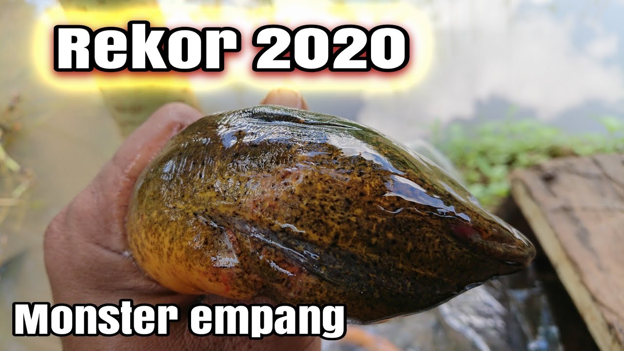 Belut besar penghuni kolam 