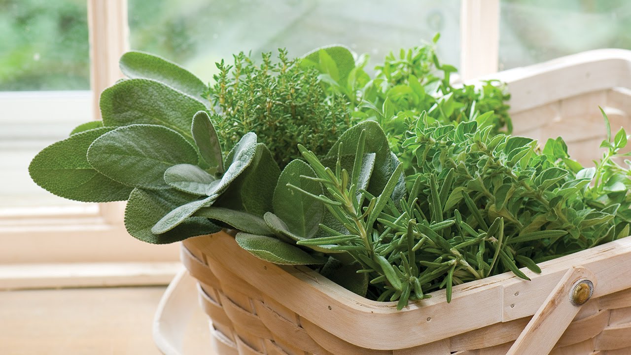 Burpee Fresh Garden Herbs YouTube