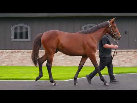 Lot 65 - Bold Eagle x Tickle Me Pink (Colt) - NZB Standardbred 2025