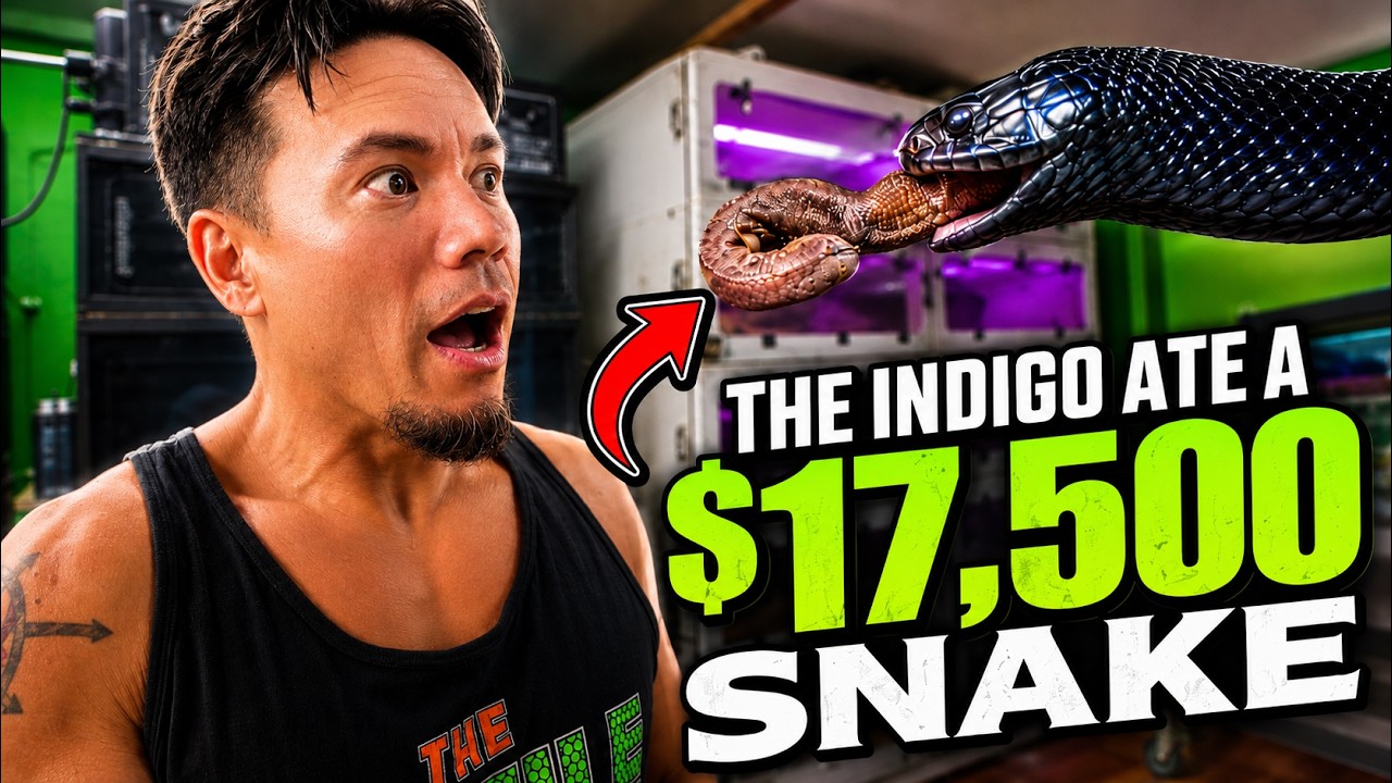 Why you NEED an Indigo snake