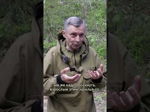 Комариный туман. Лапландский
