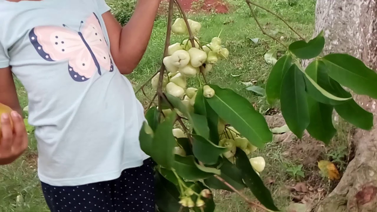jamrul fruit of BangladeshWater Apple Gardening in Bangladesh an exclusive video. YouTube