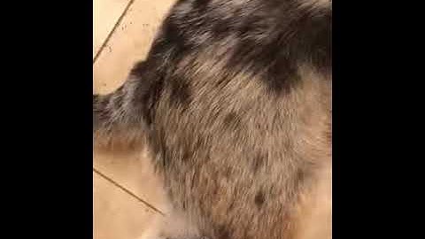 2 Sided Undercoat Rake for Pet3