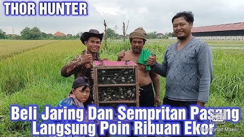 #jaring #emprit  # Beli Jaring Dan Sempritan Langsung Praktek Di Sawah Hasilnya Ribuan Ekor