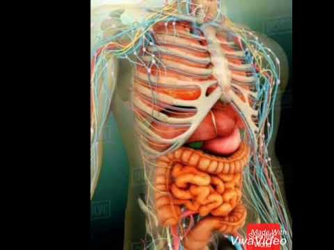 Human Anatomy - YouTube
