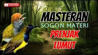 MASTERAN SOGON MATERI PRENJAK LUMUT, SUARA JERNIH MUDAH DITIRU #sogongacor #sogon #sogon