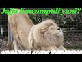 Jajja Kawumpuli Yani Omulangira Jjuuko Munnabuddu Jajja Kawumpuli Yani Omulangira Jjuuko Munnabuddu