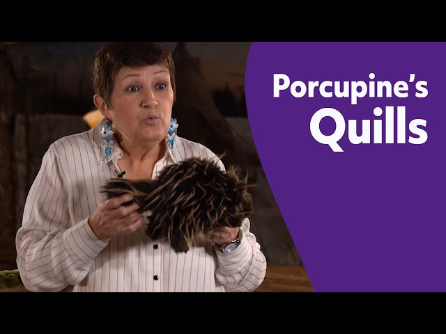 Ep4: How Porcupine Got Its Quills 