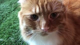 Happy cat 😻 by Satsuma the Cat 1,936 views 4 months ago 11 seconds