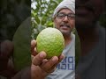 अमरूद वाला किसान #farming #agriculture #short