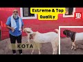 Extreme and Top Quality Kota Available at JD Goat Farm
