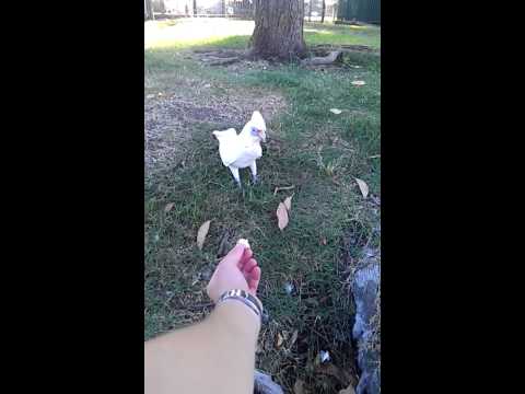 shy parrot eat from the hand
