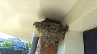 swallow nest build time lapse