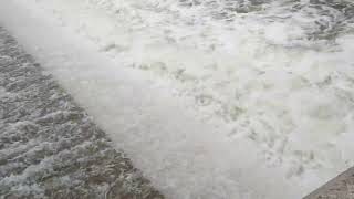 trout jumping up the dam at Denny's Dam.