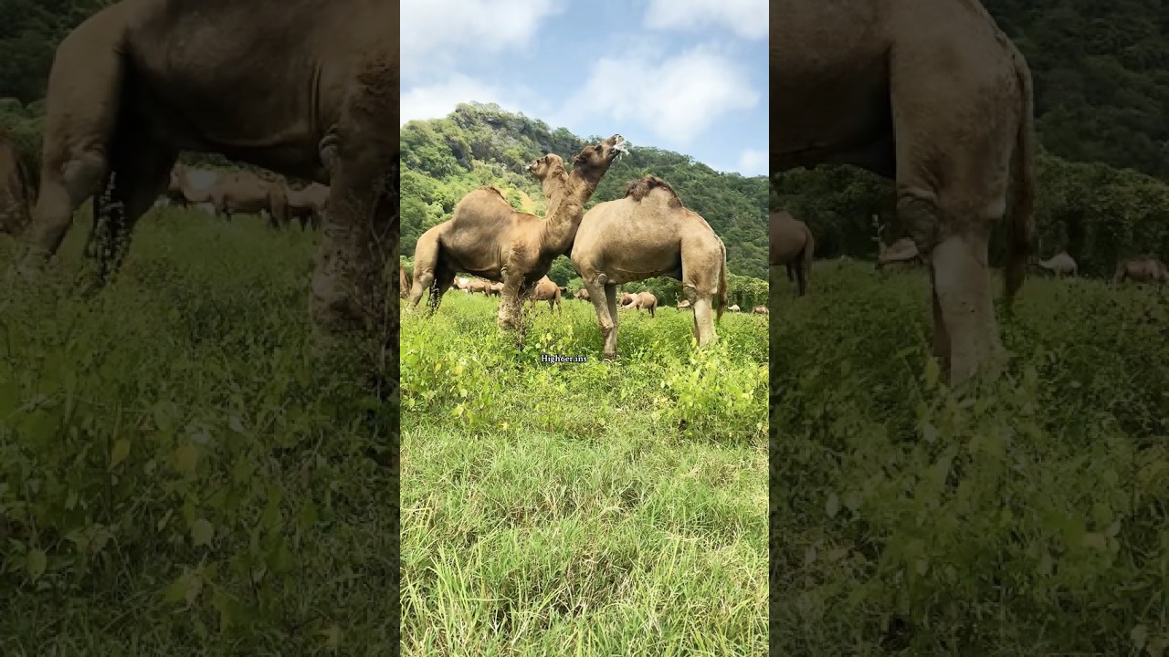 Laba awr oo dagaal adag dhex maray. 