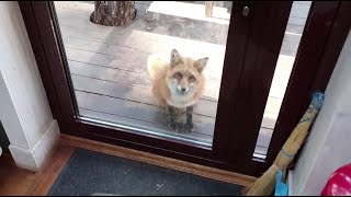 Alice the fox. Good manners of a decent fox.