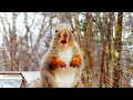 【ふさ毛生える】雨の中ニホンリスが餌を食べに来た・・（2022/11/23）